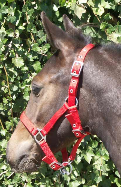 Fohlenhalfter, 3 fach verstellbar